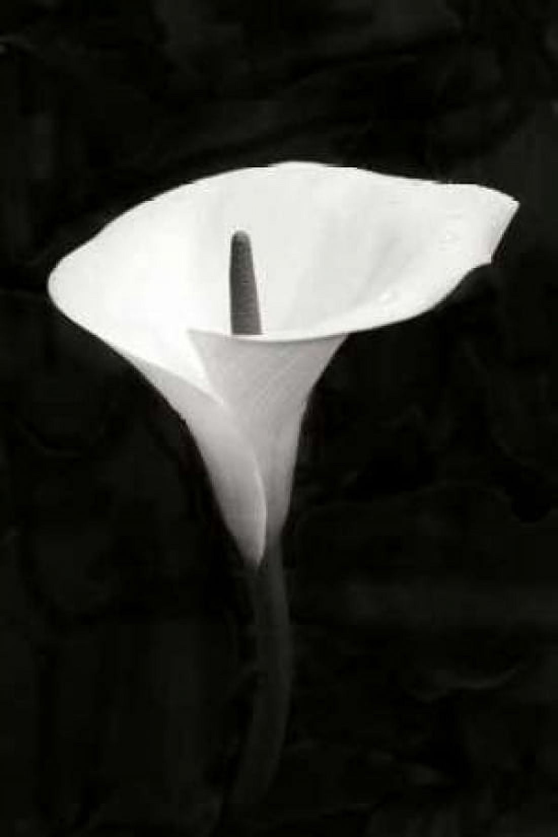 Calla Lily Perfection III Canvas Art - Vitaly Geyman (12 x 18)