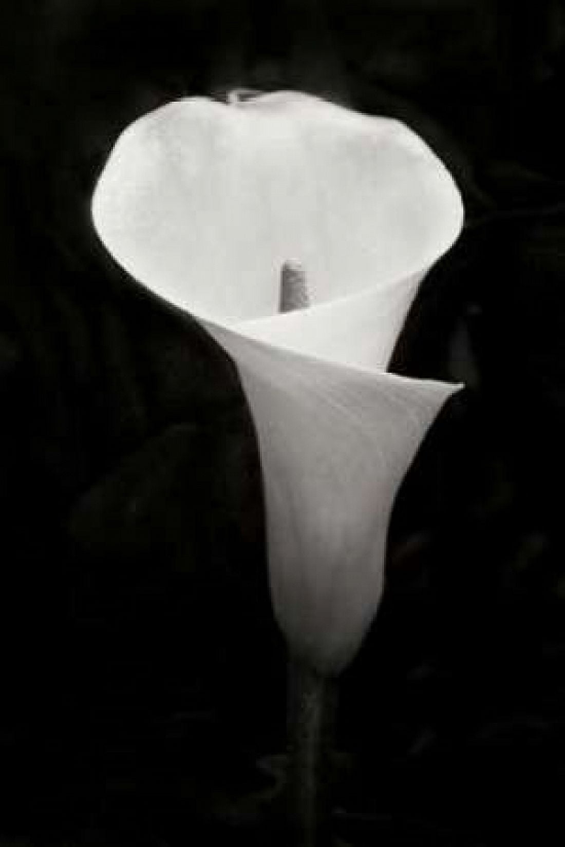 Calla Lily Perfection IV Canvas Art - Vitaly Geyman (12 x 18)