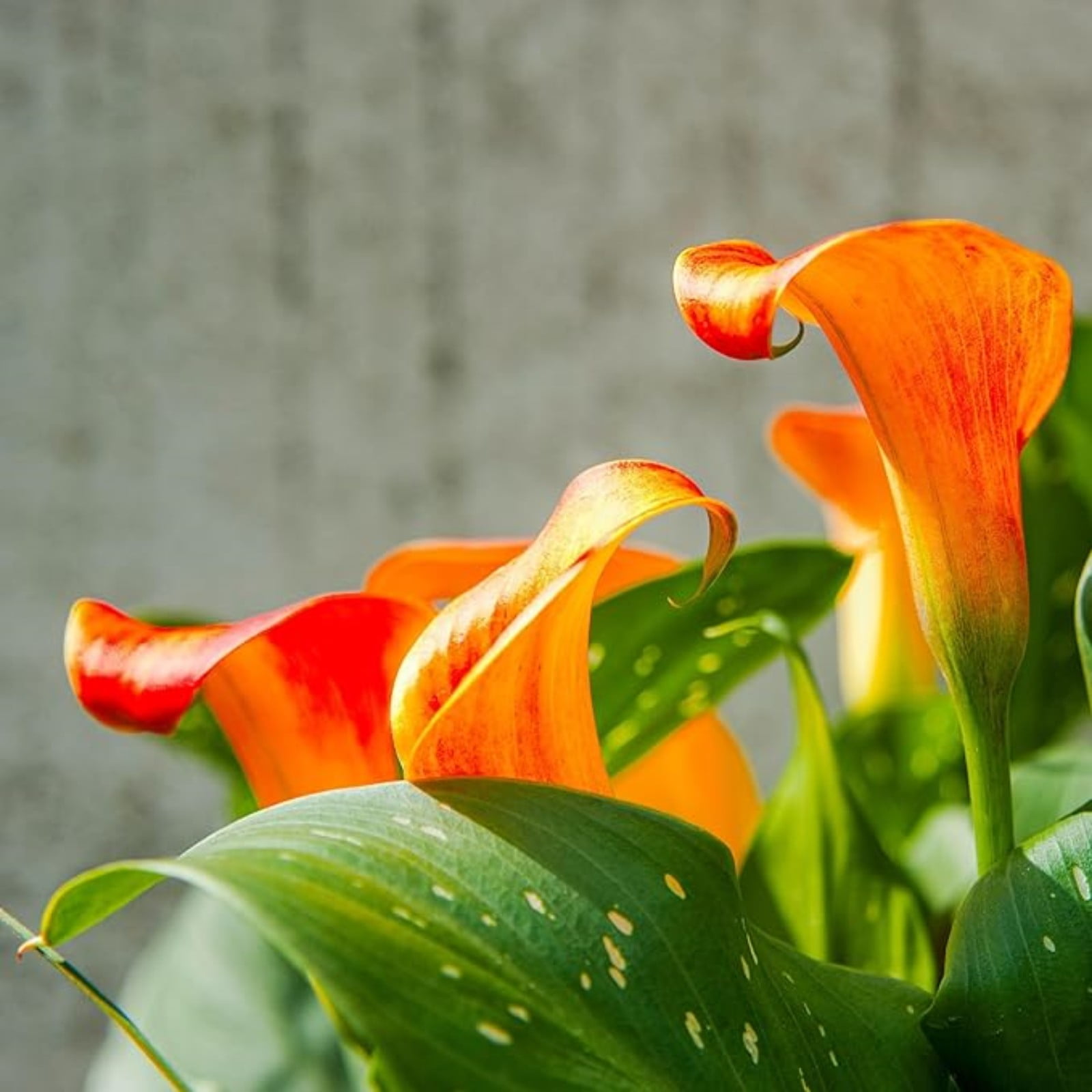Calla Lily Plants,Calla Lilies Bulbs For Sale,Calla Lily Bulbs Plants