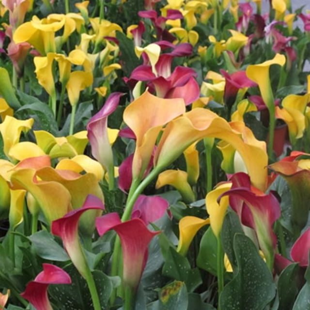 Calla Lily Plants,Calla Lilies Bulbs For Sale,Calla Lily Bulbs Plants