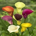 Calla Lily Plants,Calla Lilies Bulbs For Sale,Calla Lily Bulbs Plants