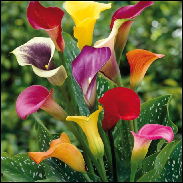 Calla Lily Plants,Calla Lilies Bulbs For Sale,Professional Planting