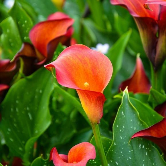 Calla Lily Qatar Bulb (3-Pack)