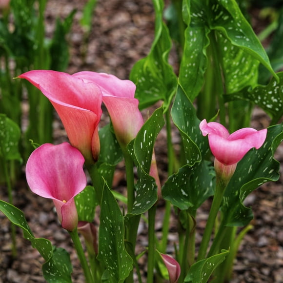 Calla Lily Zazu Bulb (3-Pack)