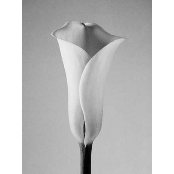 Calla No. 1 Poster Print by PhotoINC Studio (11 x 14)