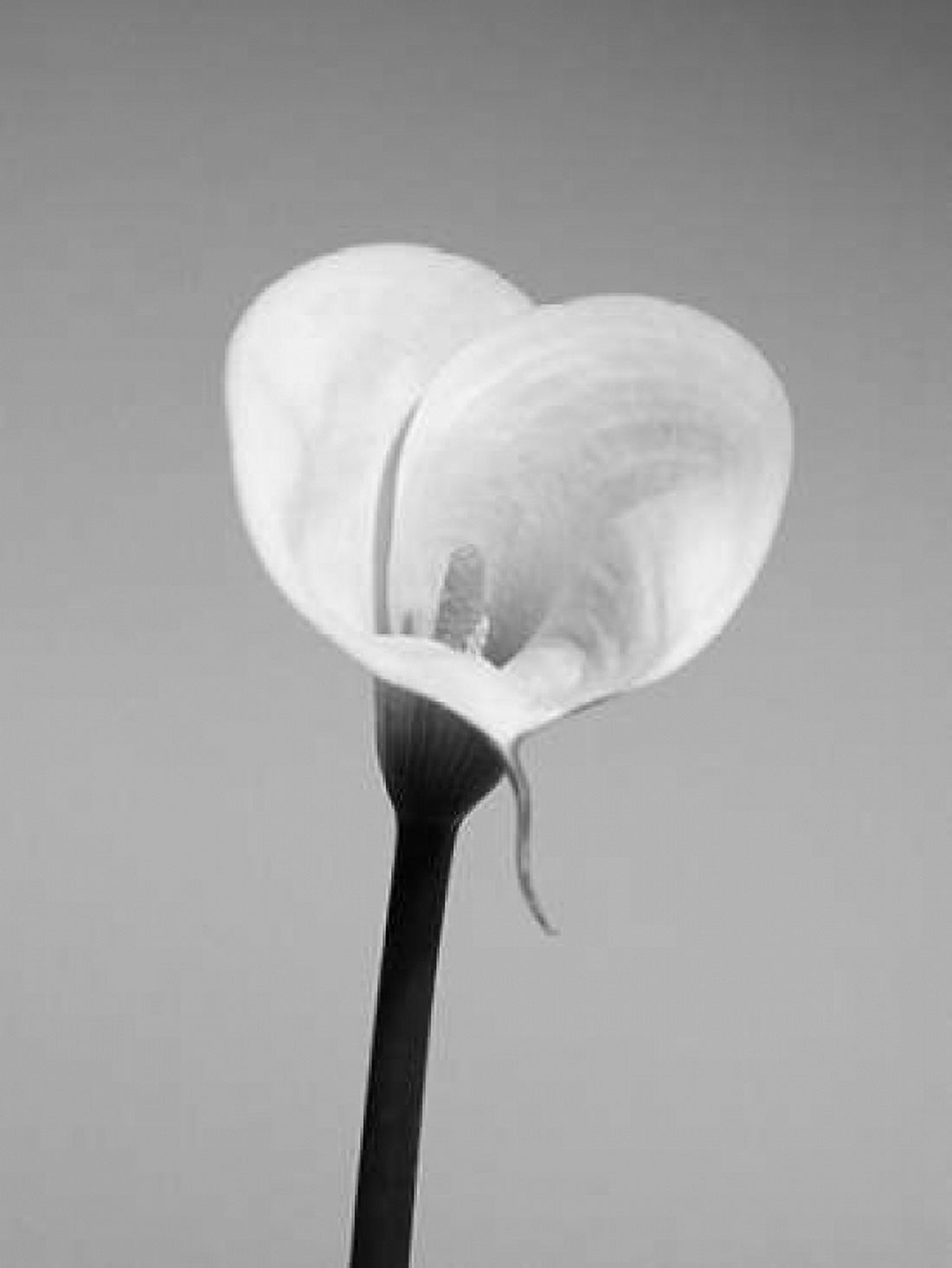 Calla No 2 Canvas Art - PhotoINC Studio (22 x 28)