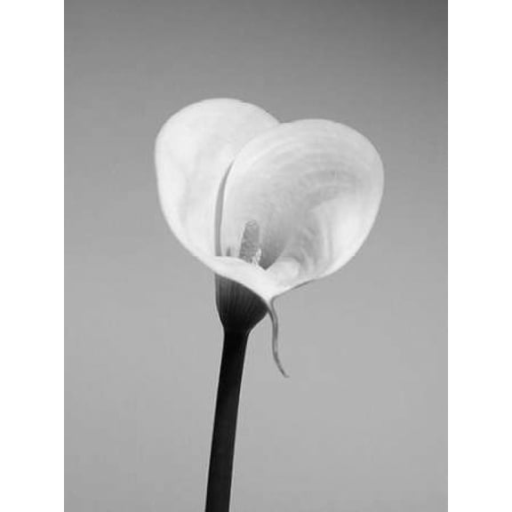 Calla No. 2 Poster Print by PhotoINC Studio (11 x 14)