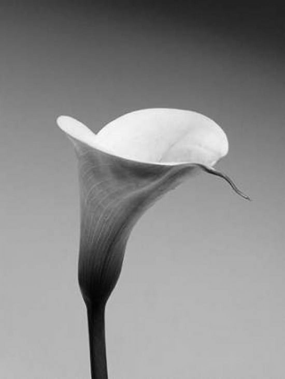 Calla No 3 Canvas Art - PhotoINC Studio (22 x 28)
