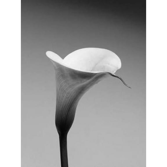 Calla No 3 Canvas Art - PhotoINC Studio (22 x 28)