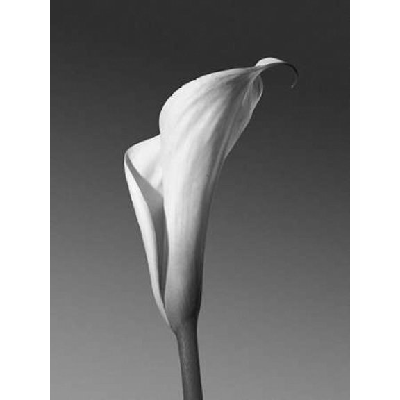 Calla No. 4 Poster Print by PhotoINC Studio (11 x 14)