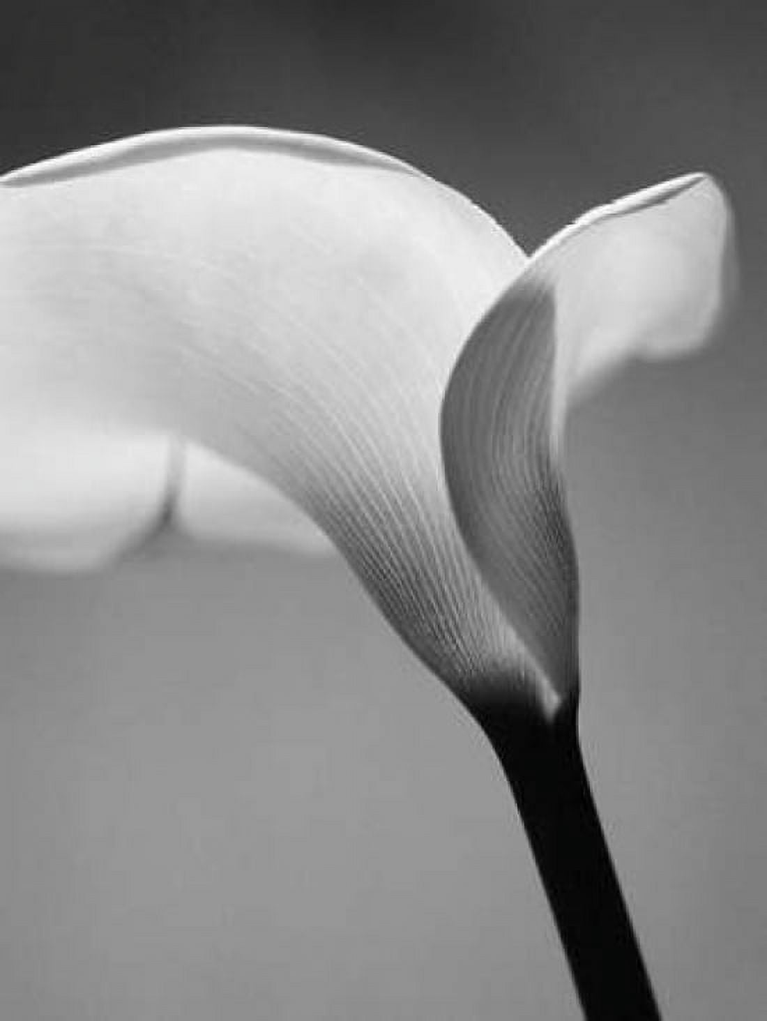 Calla No 6 Canvas Art - PhotoINC Studio (22 x 28)