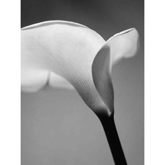 Calla No. 6 Poster Print by PhotoINC Studio (11 x 14)