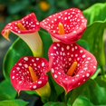 thumbnail image 1 of Calla lily, Low Maintenance - Easy Grow - Ideal for Beds Borders, Plant Pots & Planters, 1 of 2
