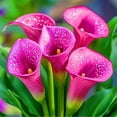 thumbnail image 1 of Calla lily, Low Maintenance - Easy Grow - Ideal for Beds Borders, Plant Pots & Planters, 1 of 2