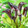 thumbnail image 1 of Calla lily, Low Maintenance - Easy Grow - Ideal for Beds Borders, Plant Pots & Planters, 1 of 2