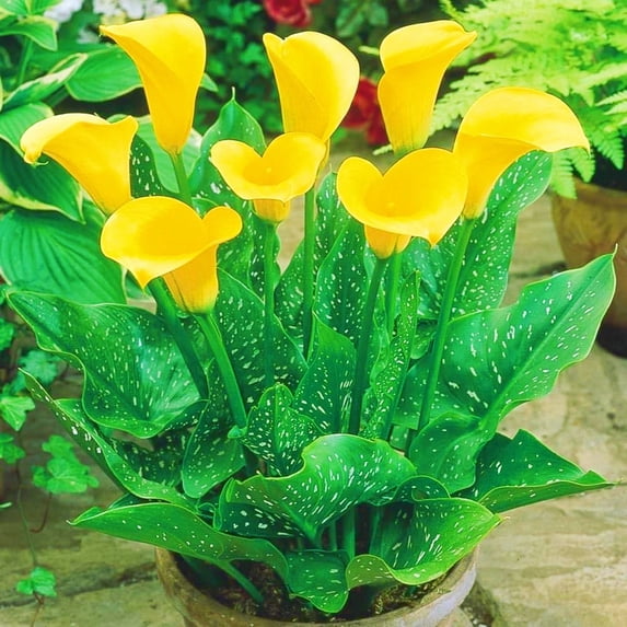Calla lily, Low Maintenance - Easy Grow - Ideal for Beds Borders, Plant Pots & Planters