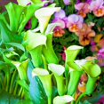 thumbnail image 1 of Calla lily, Low Maintenance - Easy Grow - Ideal for Beds Borders, Plant Pots & Planters, 1 of 2