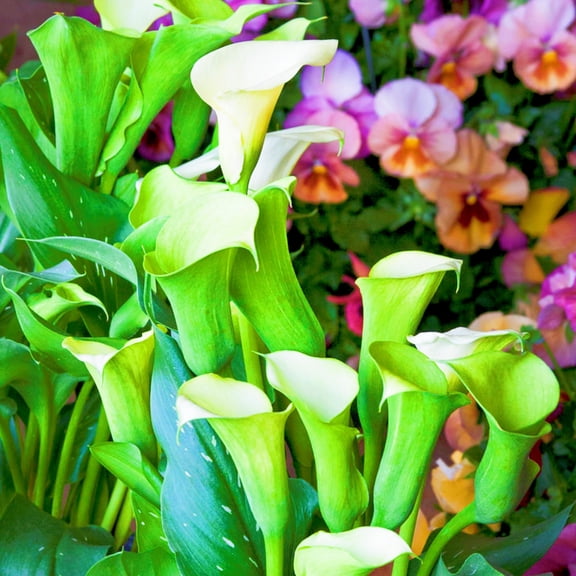 Calla lily, Low Maintenance - Easy Grow - Ideal for Beds Borders, Plant Pots & Planters
