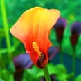 thumbnail image 1 of Calla lily, Low Maintenance - Easy Grow - Ideal for Beds Borders, Plant Pots & Planters, 1 of 2