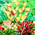 thumbnail image 1 of Calla lily, Low Maintenance - Easy Grow - Ideal for Beds Borders, Plant Pots & Planters, 1 of 2