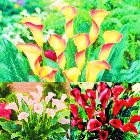 Calla lily, Low Maintenance - Easy Grow - Ideal for Beds Borders, Plant Pots & Planters