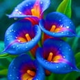 thumbnail image 1 of Calla lily, Low Maintenance - Easy Grow - Ideal for Beds Borders, Plant Pots & Planters, 1 of 2