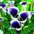thumbnail image 1 of Calla lily, Low Maintenance - Easy Grow - Ideal for Beds Borders, Plant Pots & Planters, 1 of 2