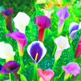 thumbnail image 1 of Calla lily, Low Maintenance - Easy Grow - Ideal for Beds Borders, Plant Pots & Planters, 1 of 2
