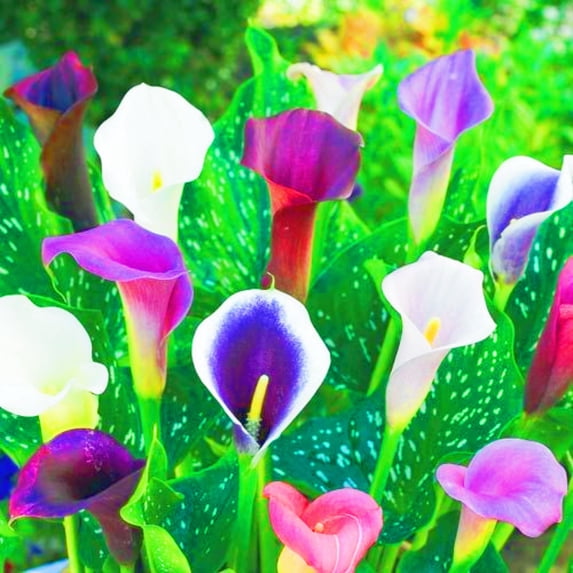 Calla lily, Low Maintenance - Easy Grow - Ideal for Beds Borders, Plant Pots & Planters