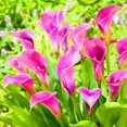 thumbnail image 1 of Calla lily, Low Maintenance - Easy Grow - Ideal for Beds Borders, Plant Pots & Planters, 1 of 2