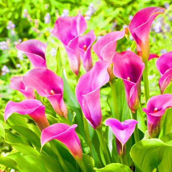 Calla lily, Low Maintenance - Easy Grow - Ideal for Beds Borders, Plant Pots & Planters