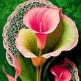 thumbnail image 1 of Calla lily, Low Maintenance - Easy Grow - Ideal for Beds Borders, Plant Pots & Planters, 1 of 2