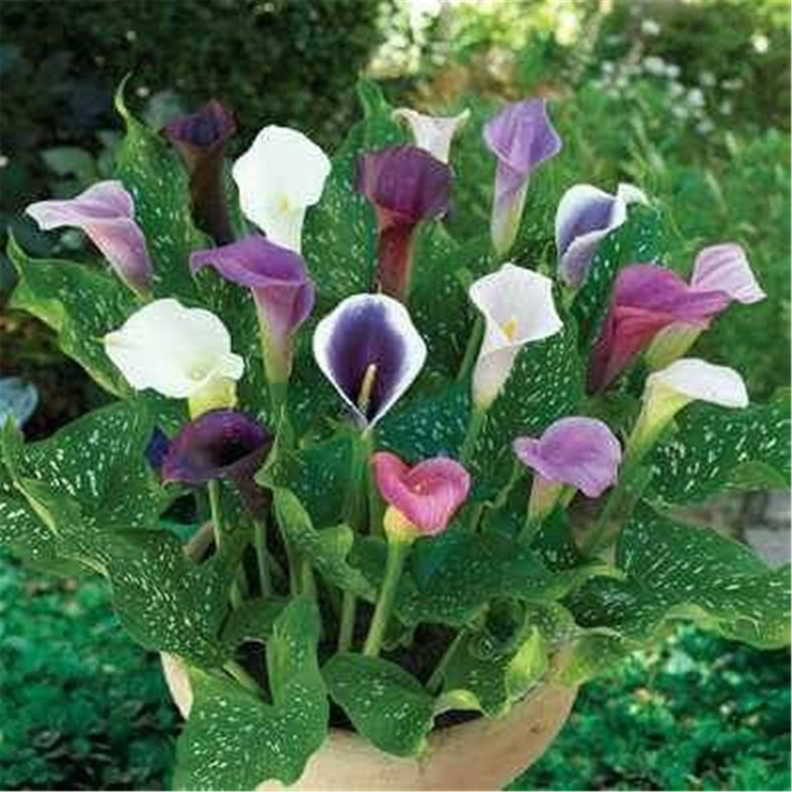 Calla lily bulbs for planting perennial,Calla lily plants live,calla