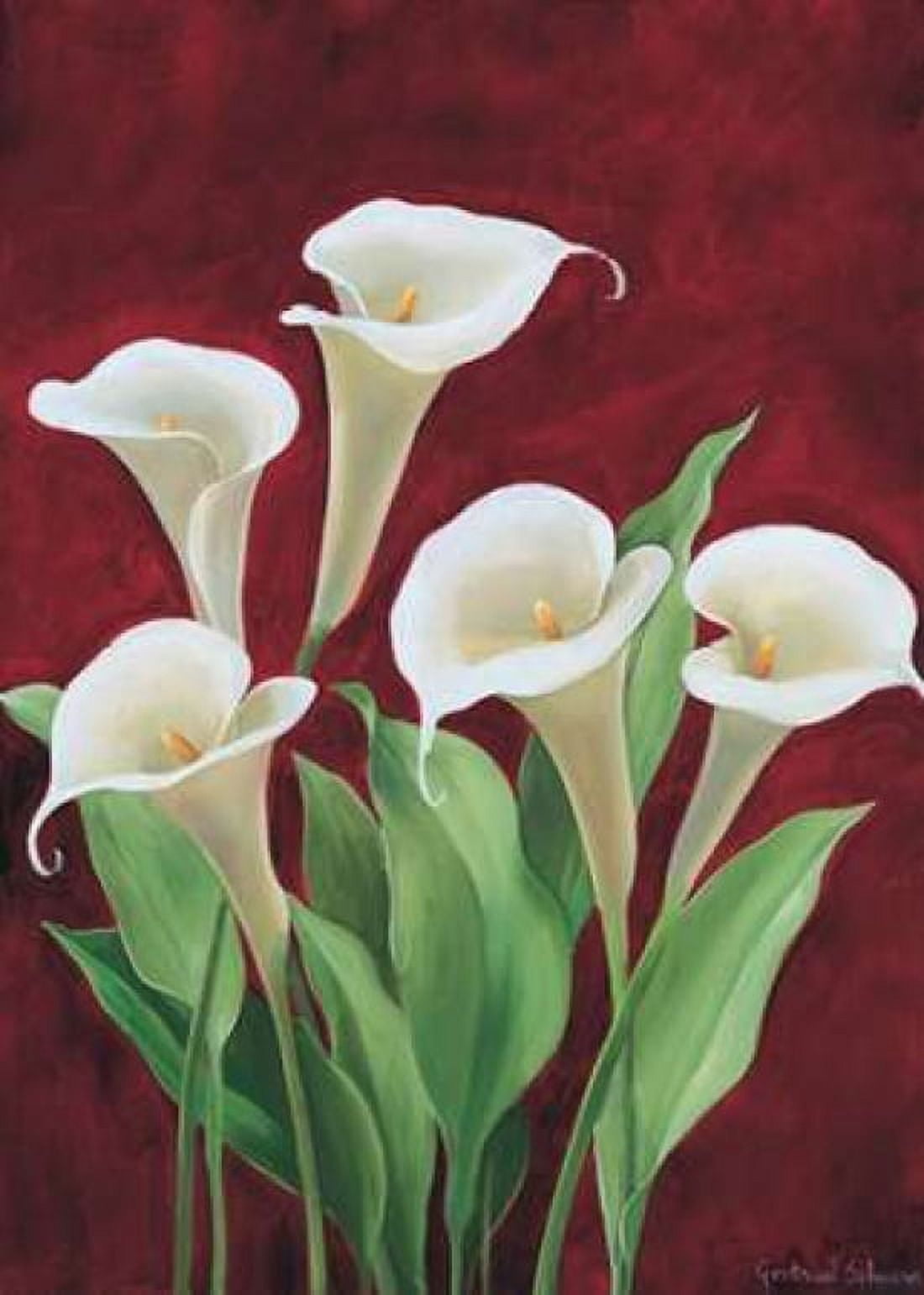 Calla on burgundy II Canvas Art - Gertrud Schweser (20 x 28)