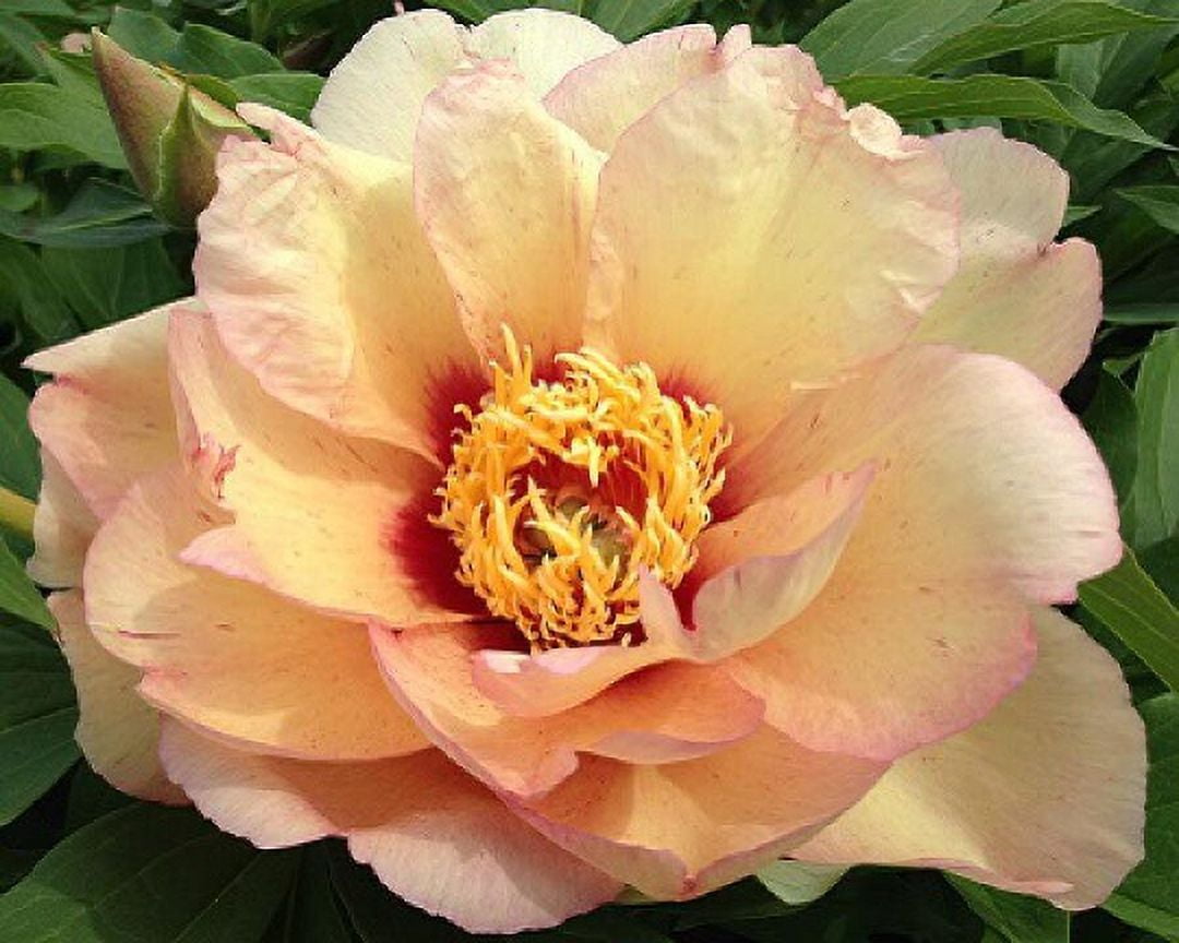 Callie's Memory Itoh Peony: Big Bareroot-- Great for Spring or Fall Planting!