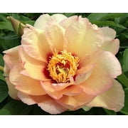 Callie's Memory Itoh Peony: Big Bareroot-- Great for Spring or Fall Planting!