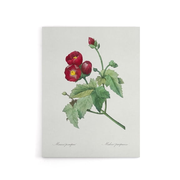 Callirhoe Poppy Mallow Flower Redoute Vintage Canvas Wall Art 24X32"