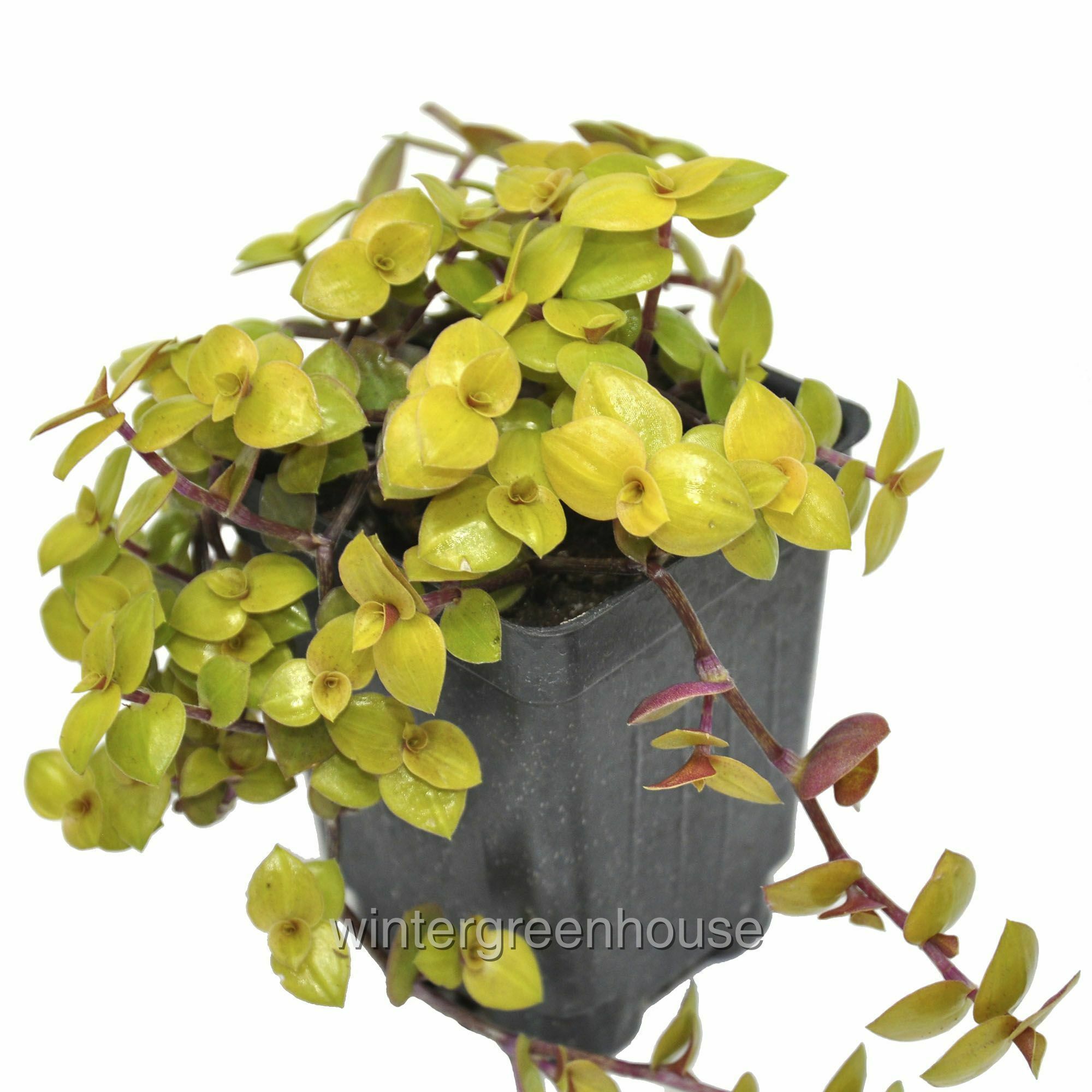 callisia-repens-gold-bolivian-jew-pot-size-3-2-6x3-5-colorful