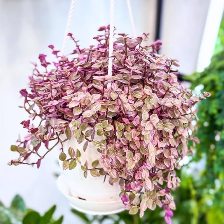 Callisia Repens Live Plant in 6" Pot - Pink Panther Turtle Vine - Pink Lady  Plant - Bolivian Jewel - Pink Tradescantia - Creeping Plant - Pink  Houseplant - Walmart.com
