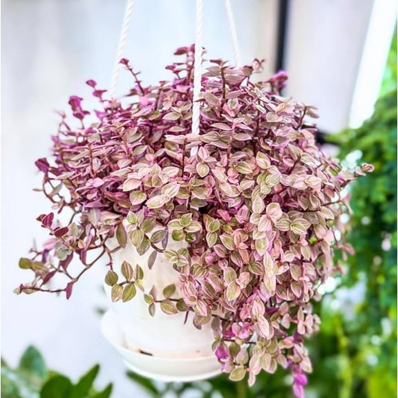 Callisia Repens Live Plant in 6" Pot - Pink Panther Turtle Vine - Pink Lady Plant - Bolivian Jewel - Pink Tradescantia - Creeping Plant - Pink Houseplant