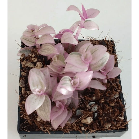 Callisia Repens Pink Lady Plant Pink Panther Creeping Inch Plant Turtle Vine Pink Tradescantia 2"Pot