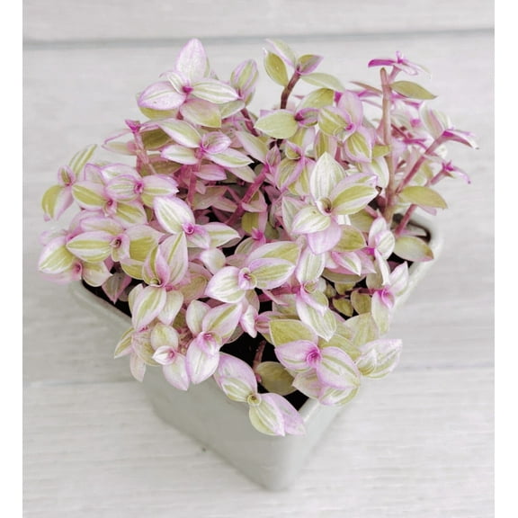 Callisia Repens Pink Lady Plant Pink Panther Creeping Inch Plant Turtle Vine Pink Tradescantia 4"Pot