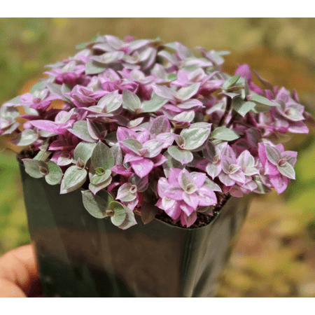 Callisia Repens Plant Live for Planting - Pink Lady Plant - Pink Panther Plant - Creeping Inch Plant - Turtle Vine Plant - Pink Tradescantia Plant - 2 Inch Pot