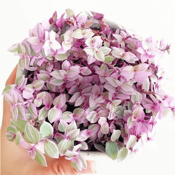 Callisia Repens Plant Live for Planting - Pink Lady Plant - Pink Panther Plant - Creeping Inch Plant - Turtle Vine Plant - Pink Tradescantia Plant - 4 Inch Pot