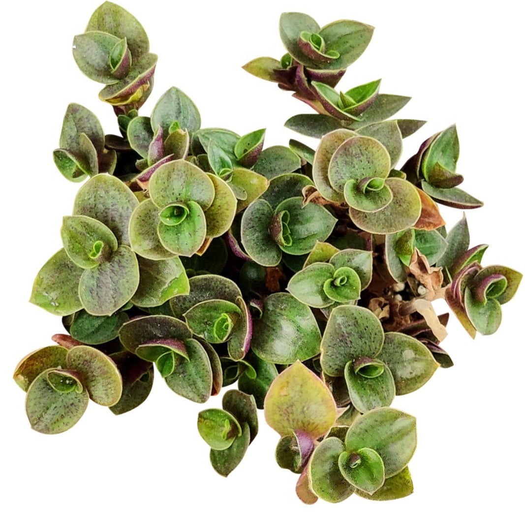 Callisia Repens Sedum (2"+ Grower Pot) - Easy to Care Indoor Plant for Beginners - Live, Healthy Succulents - Houseplant for Home Office Decoration