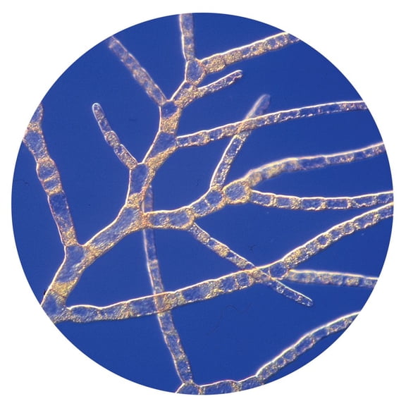 Callithamnion, Living Red Algae Culture, Sufficient Materials For 30 Students