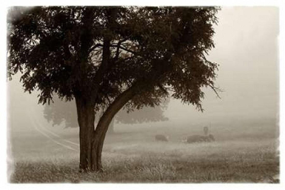 Calm Mist no Limb Canvas Art - Debra Van Swearingen (20 x 28)