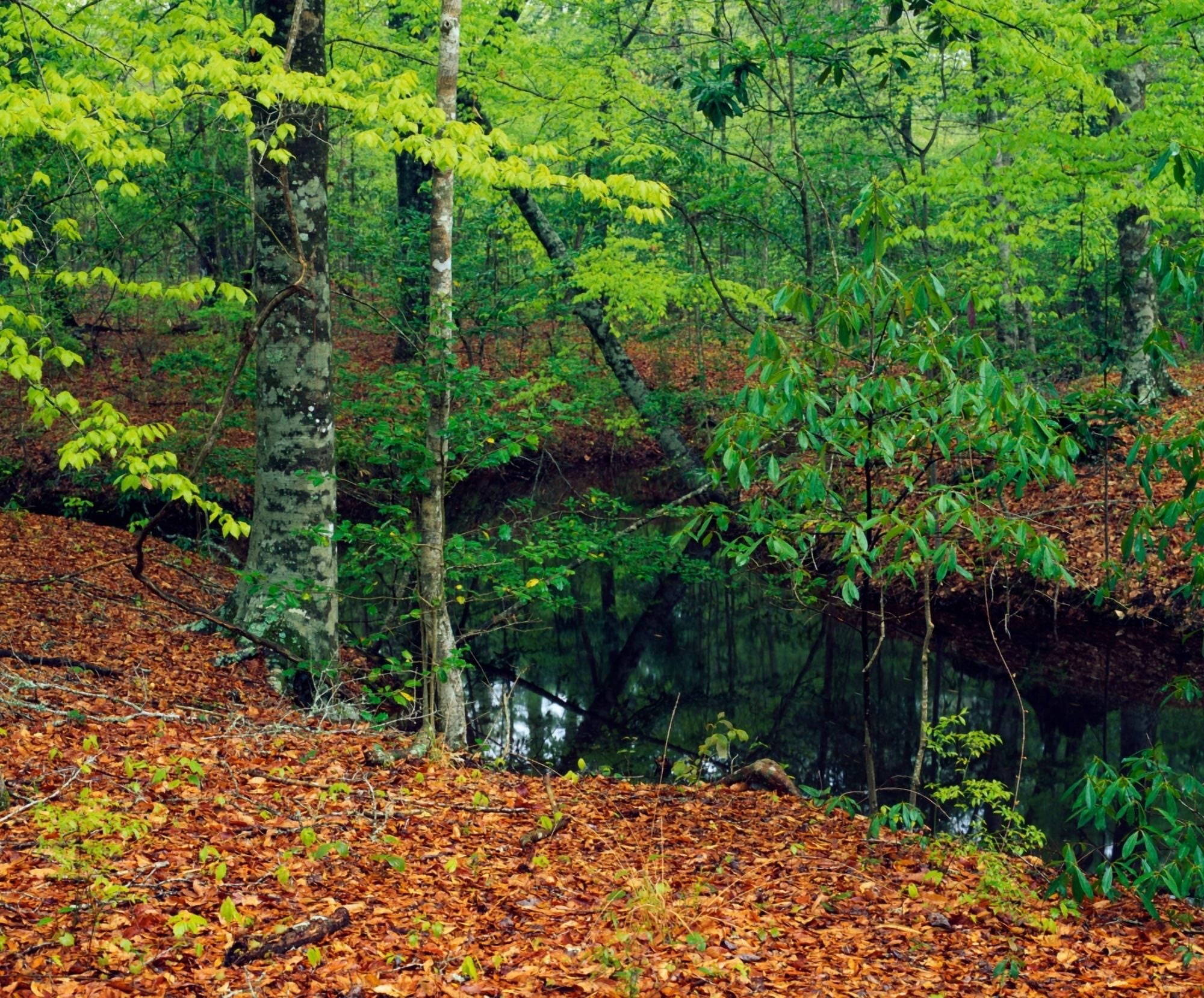 Calm stream through beech and magnolia tree forest Sabine National Forest Texas USA Canvas Art - Panoramic Images (12 x 36)