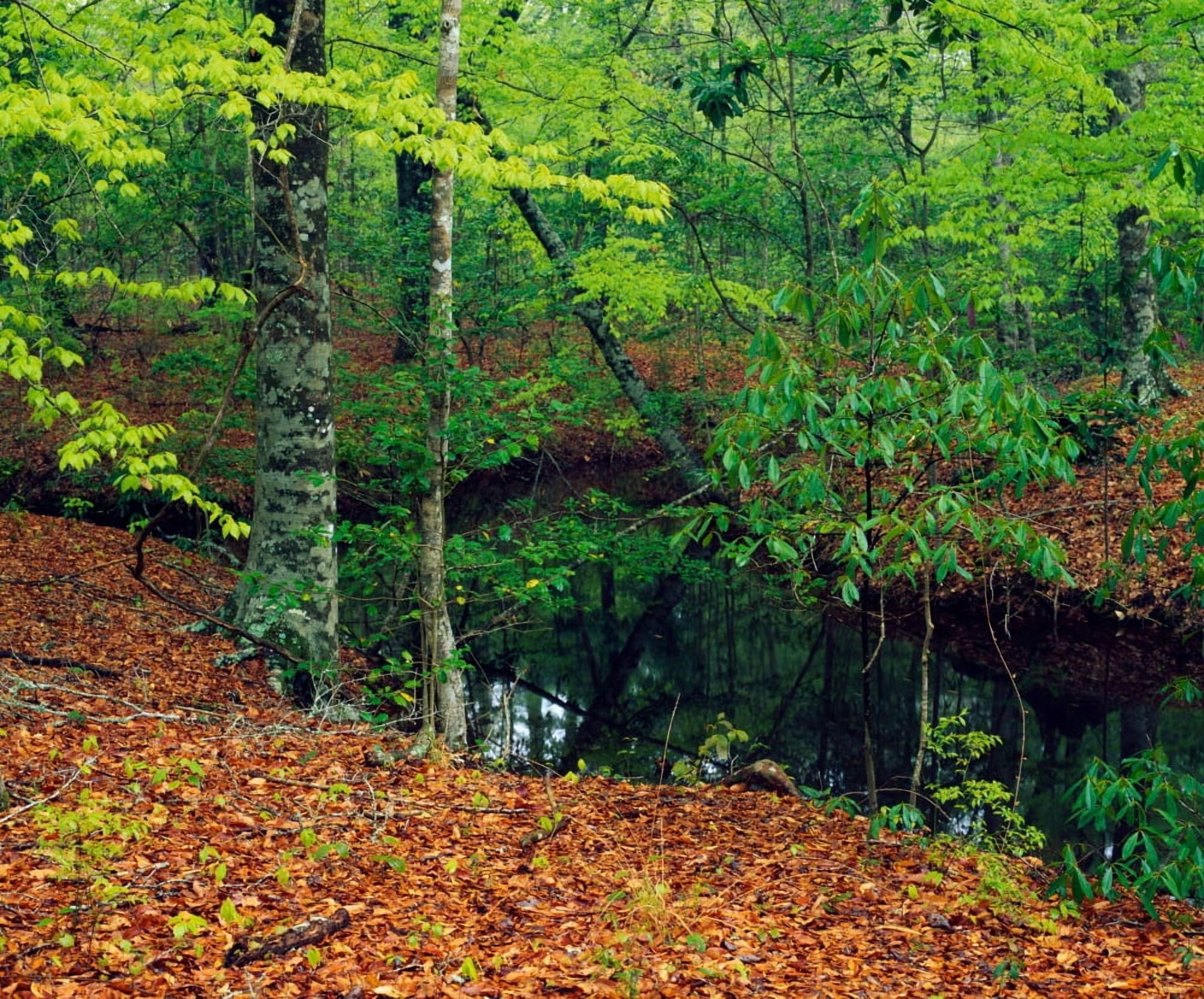 Calm stream through beech and magnolia tree forest Sabine National Forest Texas USA Canvas Art - Panoramic Images (9 x 27)