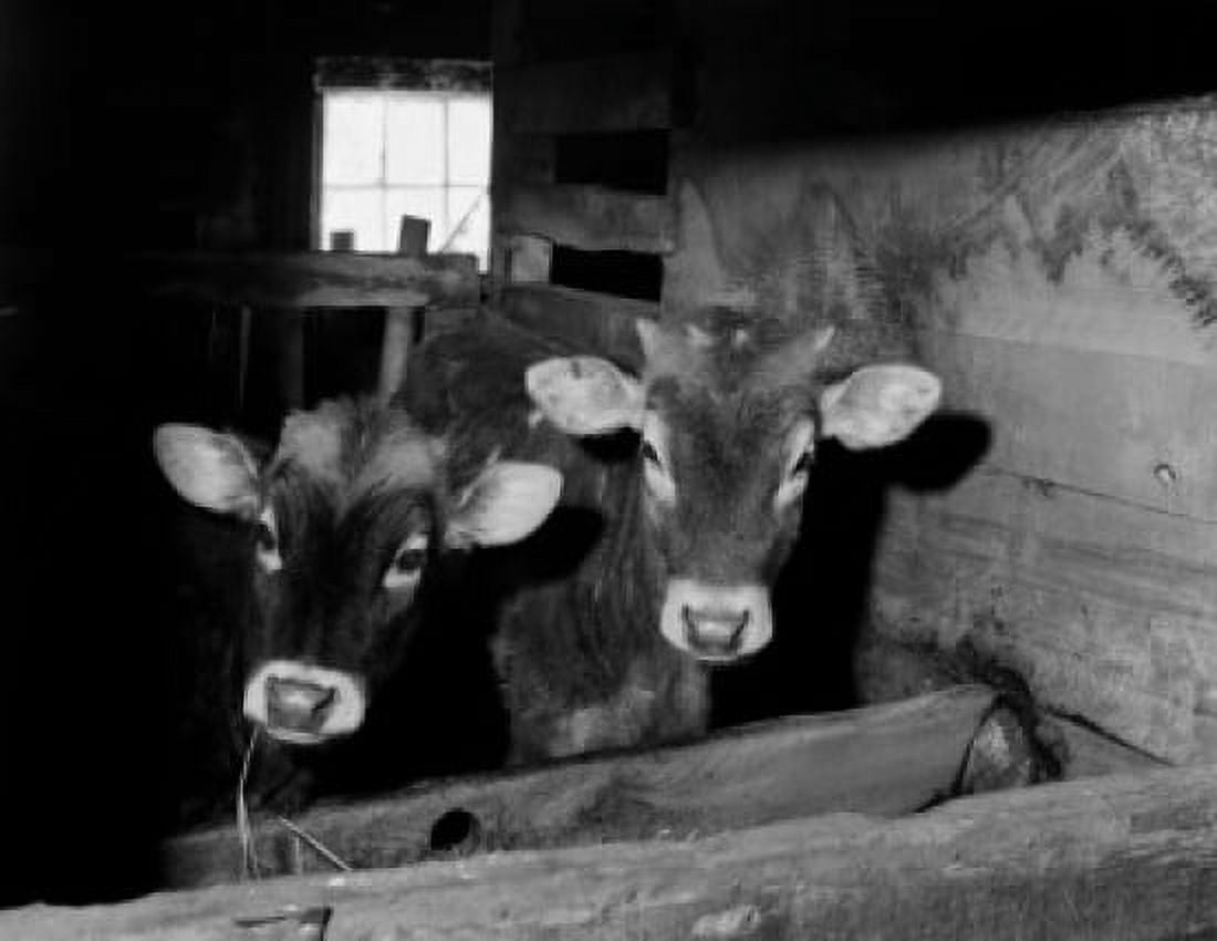 Calves in barn Canvas Art -  (18 x 24)